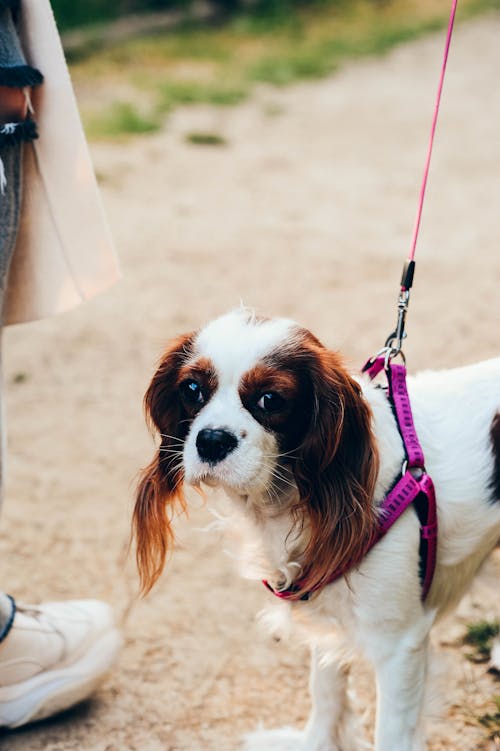 Kostnadsfri bild av Cavalier King Charles Spaniel, djurfotografi, domesticerade