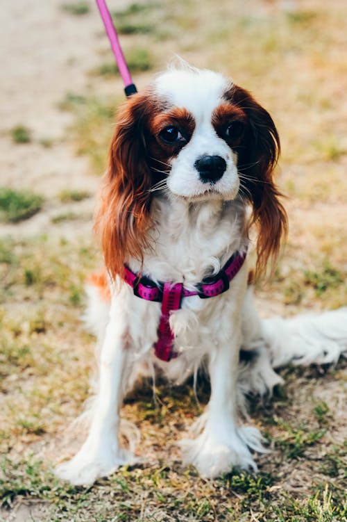 Long Coated Dog on Green Grass Wearing a Leash