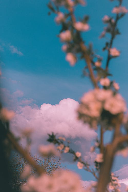 Безкоштовне стокове фото на тему «білі хмари, блакитне небо, вертикальні постріл»