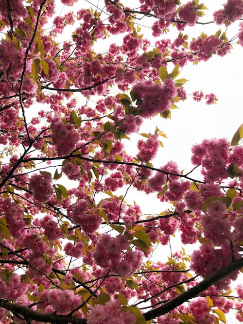 가지, 분홍색, 상승의 무료 스톡 사진