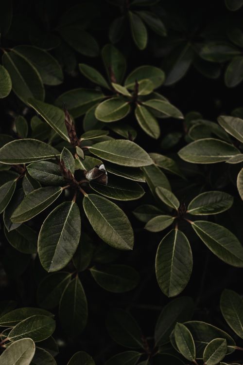 Free A close-up view of dark green leaves in dense foliage, showcasing nature's intricate details. Stock Photo