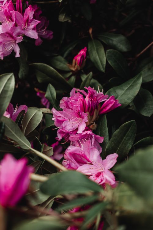 Free Close-up of vibrant pink azalea blooms surrounded by lush greenery. Stock Photo