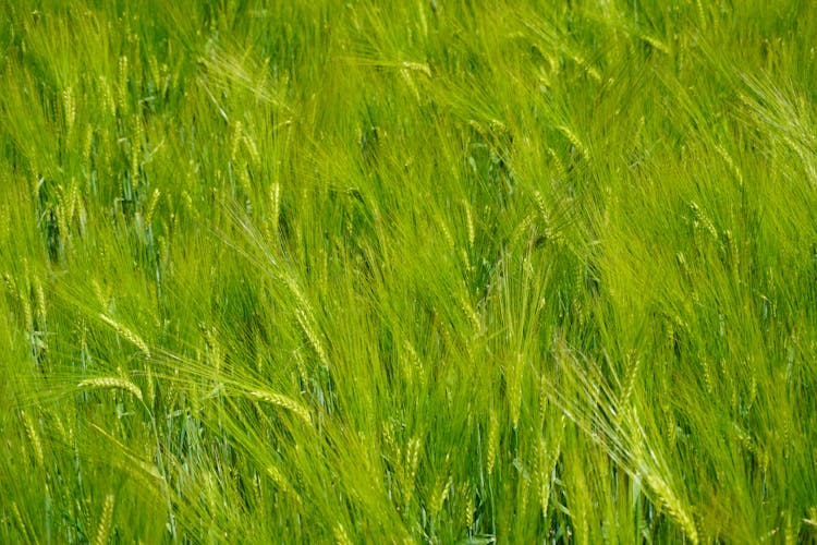 Green Rye Field