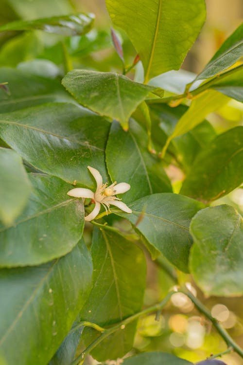 Fotos de stock gratuitas de árbol, botánico, creciendo