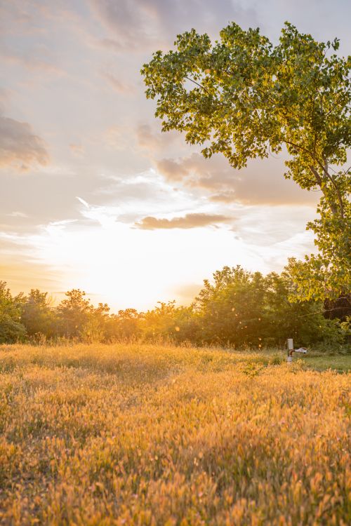 Free Beautiful sunset over a peaceful meadow with tall grass and a solitary tree, embodying tranquility. Stock Photo