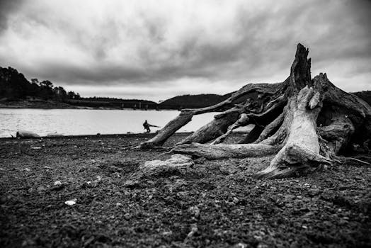 Black and white image of a dead tree stump by a peaceful lakeshore.