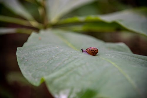 Shallow Focus of a Brown Snail on Green Leaf