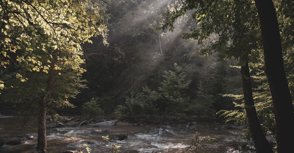 Cómo la Naturaleza Potencia Tu Bienestar Emocional