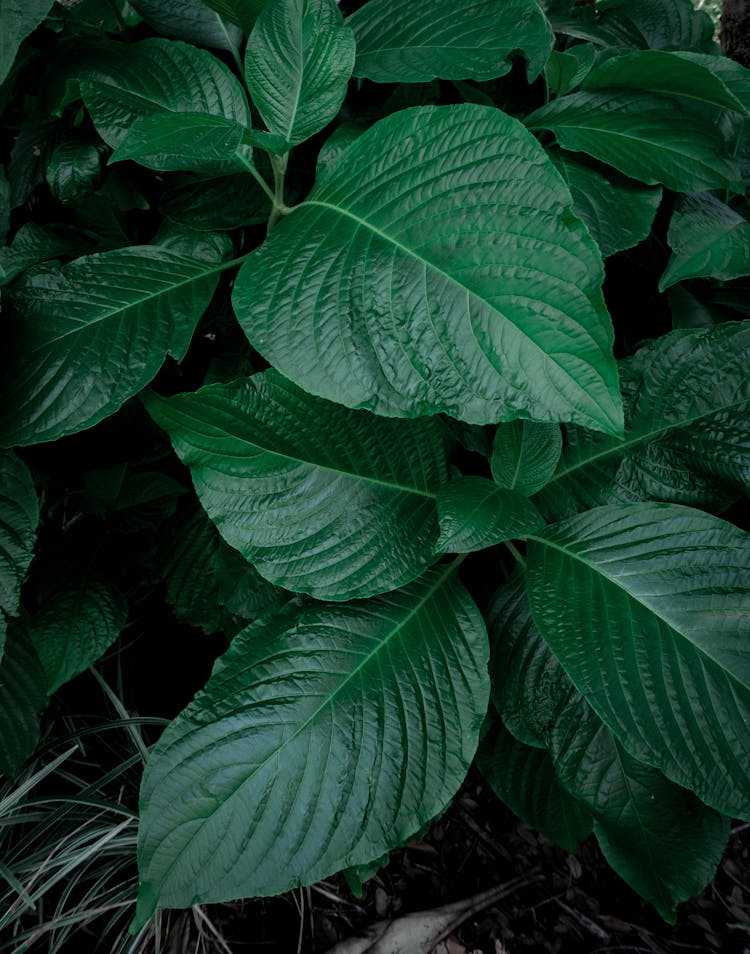 Close-Up Shot Of Green Leaves 