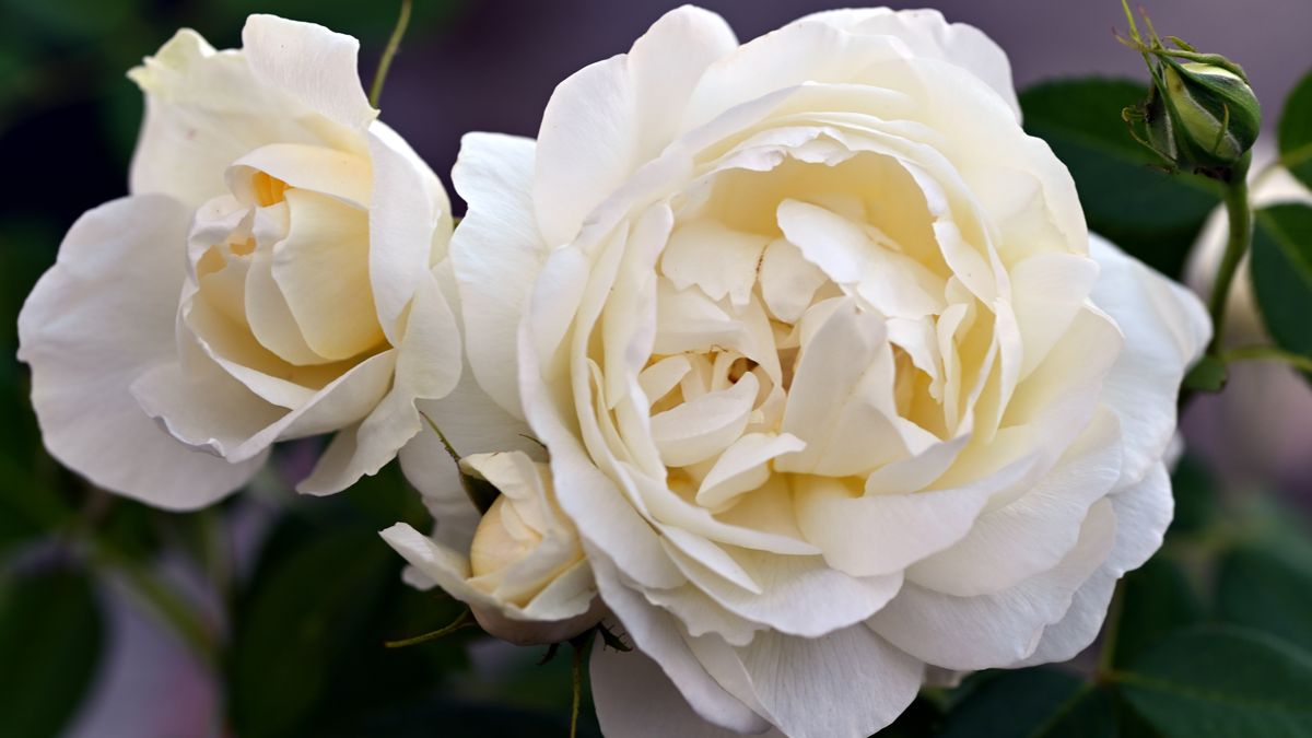 Fresh white roses in full bloom in a glass vase on a bright windowsill