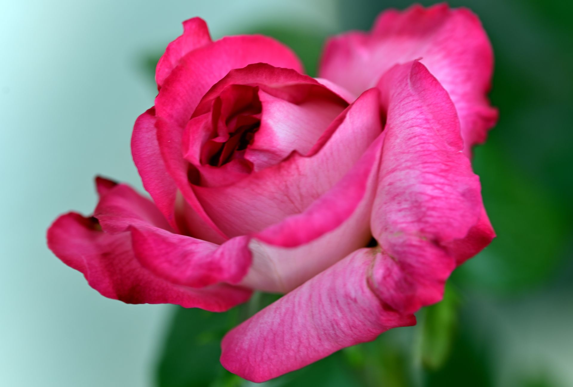 Close-up of a vibrant pink rose in full bloom, showcasing its delicate petals.