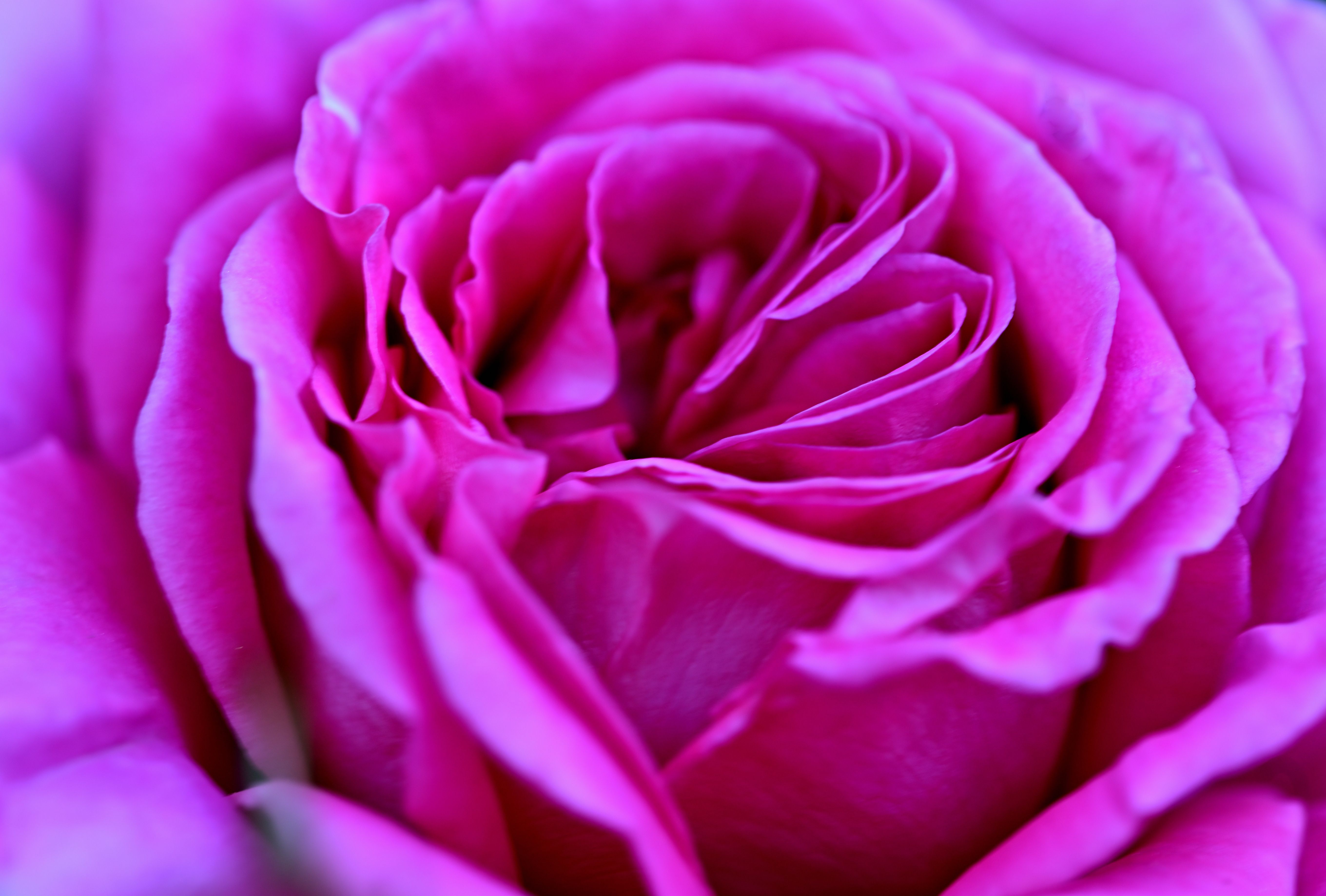 Close-Up Shot of a Pink Rose · Free Stock Photo