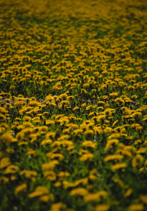 Foto profissional grátis de área, área rural, campo de flores