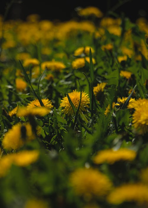 Foto profissional grátis de área, área rural, campo de flores