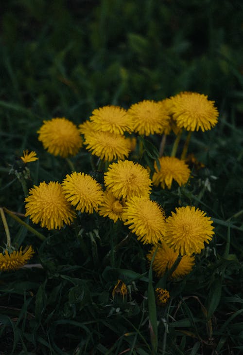Free dandelions in the shade of the house Stock Photo