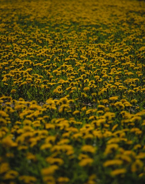 Foto profissional grátis de broto, campo de flores, dentes-de-leão