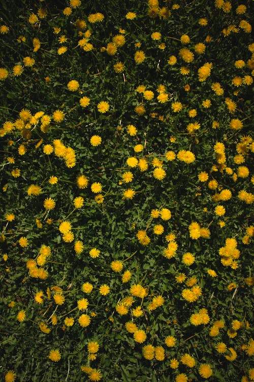 Foto profissional grátis de aumento, dente de leão comum, flora