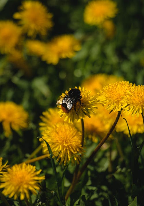 Foto stok gratis bunga, dandelion, flora