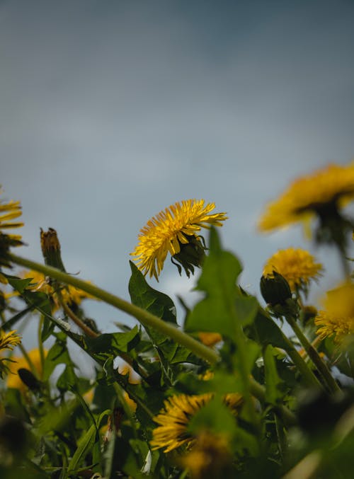 Free meadow dandelion on a blue sky background Stock Photo
