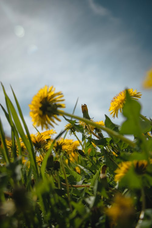 Free meadow dandelion on a blue sky background Stock Photo