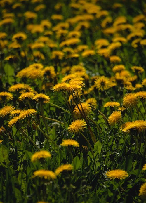 Free dandelion field Stock Photo