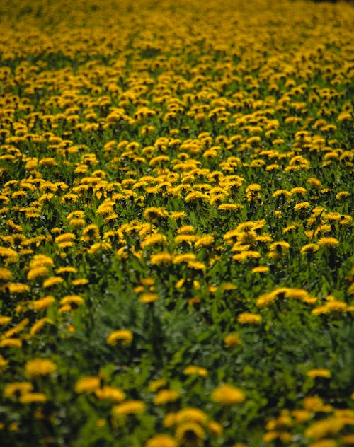 Free a huge field of dandelions Stock Photo