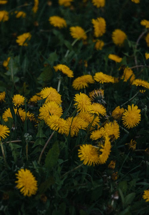Foto profissional grátis de área, área rural, campo de flores