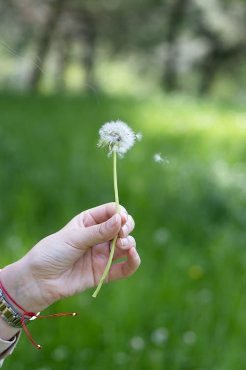Free Shallow Focus of a Person Holding a Dandelion Flower
 Stock Photo