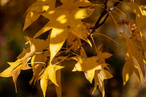 Free Close-up of vibrant yellow maple leaves captured in the warm autumn sunlight. Stock Photo