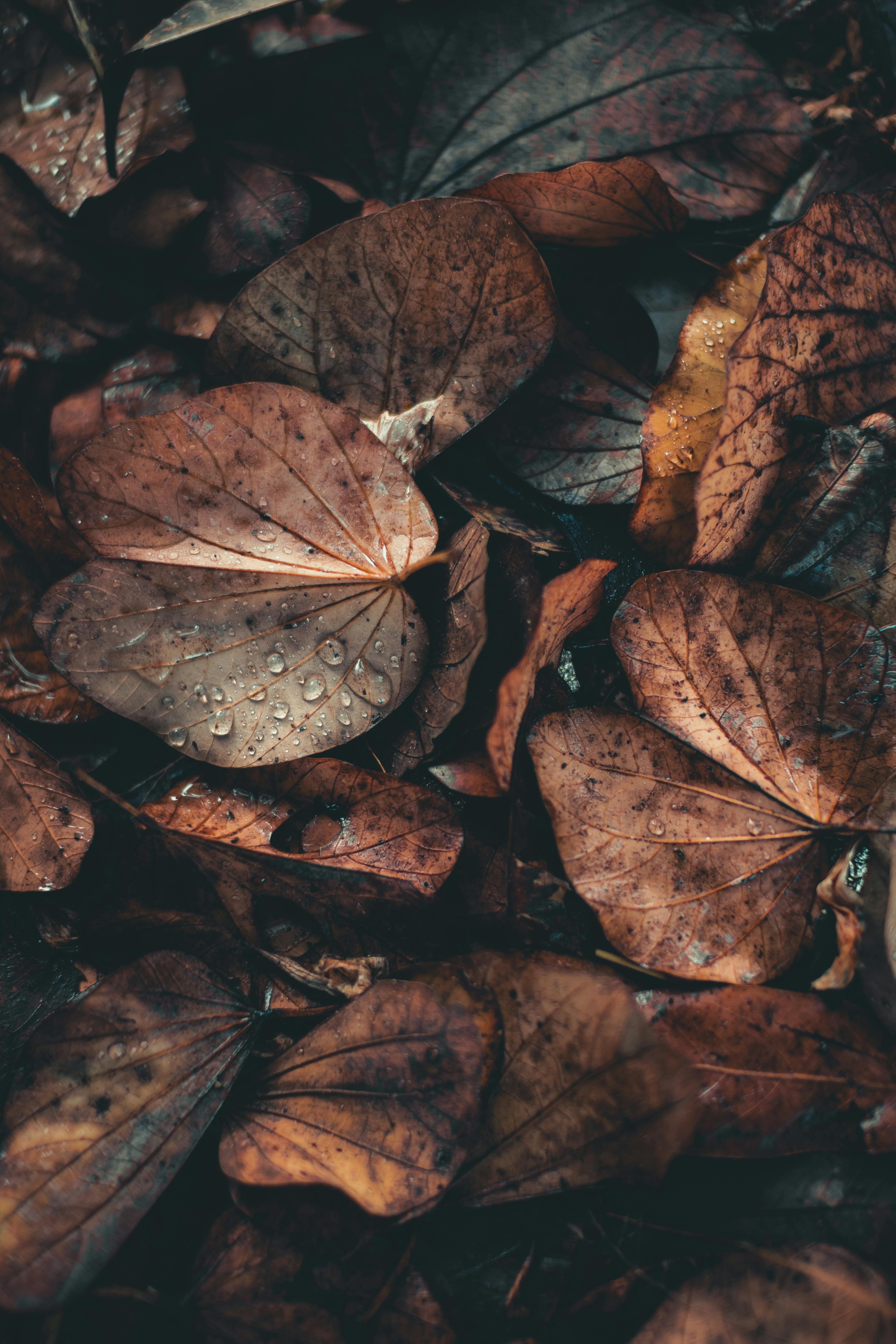 Water Droplets on Brown Dried Leaves · Free Stock Photo