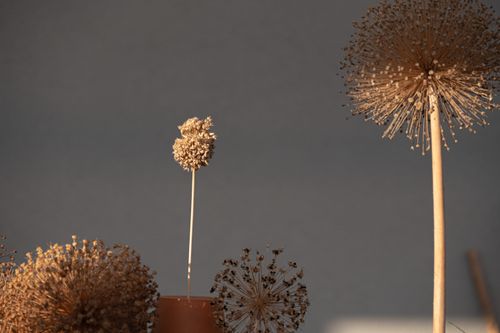 Free Artistic still life of dry allium seedheads with soft lighting and neutral background. Stock Photo