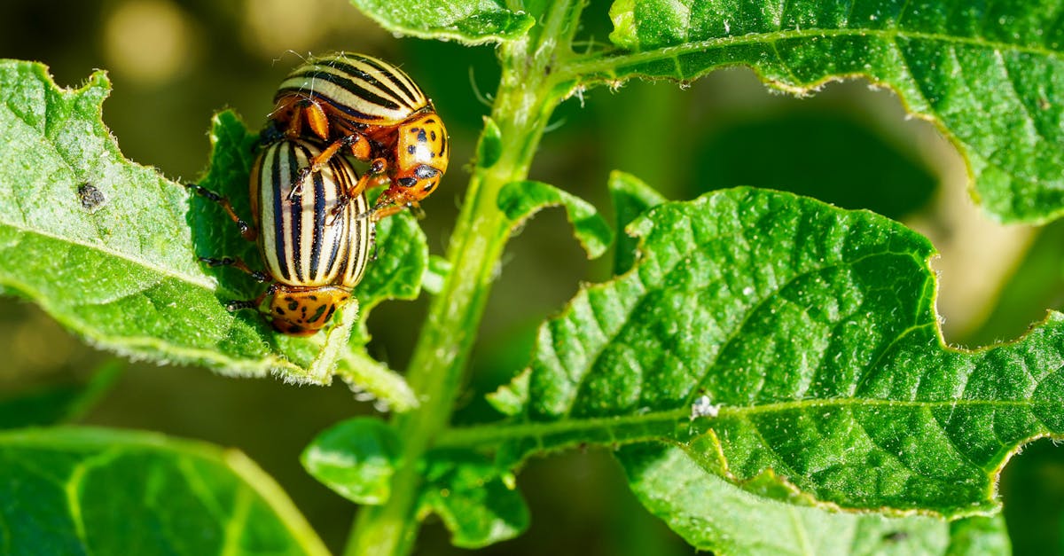 Close up of Bugs on Leaves · Free Stock Photo