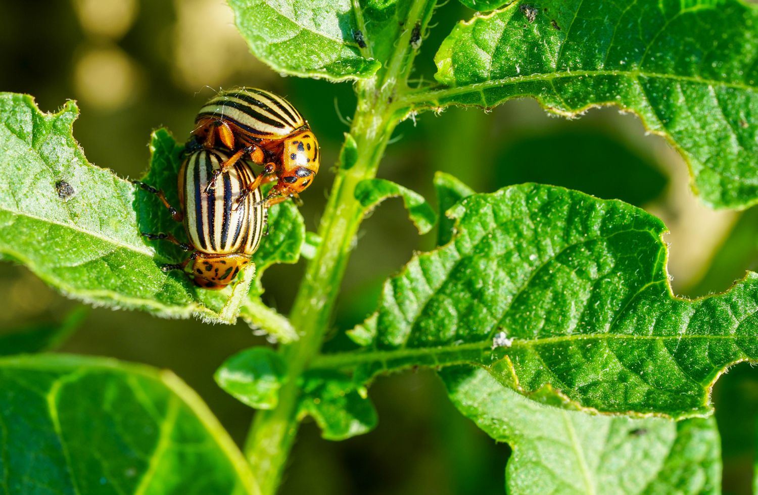 Pest Behavior Photos, Download The BEST Free Pest Behavior Stock Photos ...