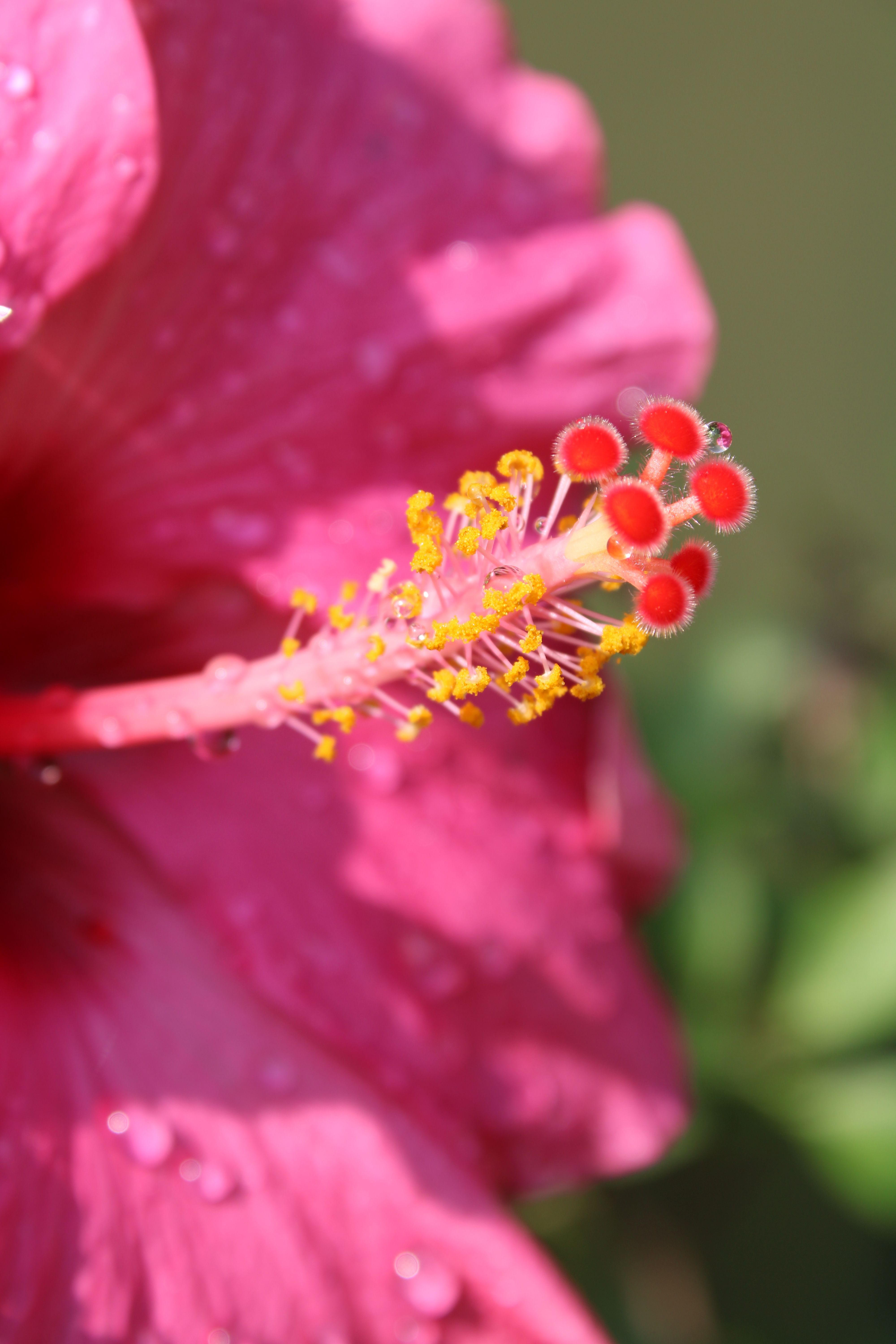 Close up of a Stamen · Free Stock Photo