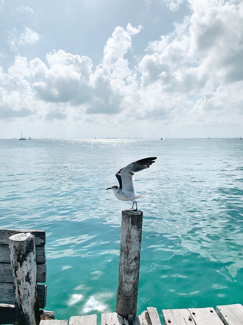 Photo of Seagull Starting to Fly