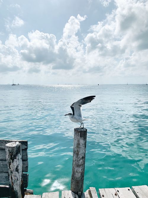 Free A serene seascape with a seagull on a pier under cloudy skies, perfect for travel themes. Stock Photo