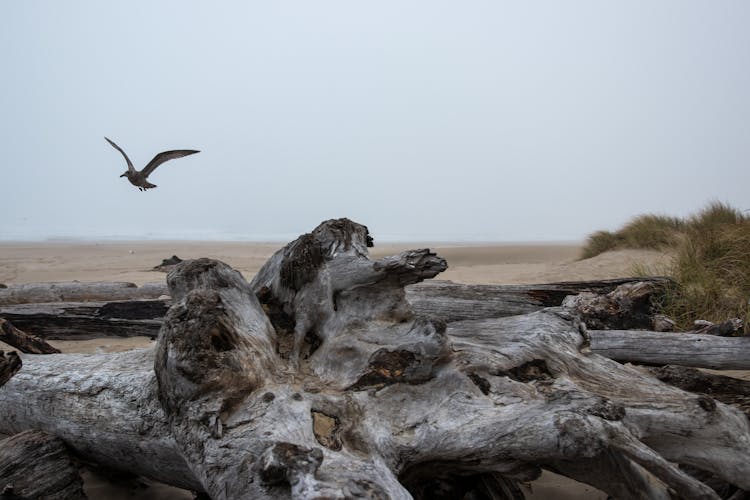 Seagull Flying Above Sand Dunes On Beach