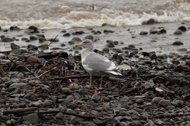 A Seagull On The Shore