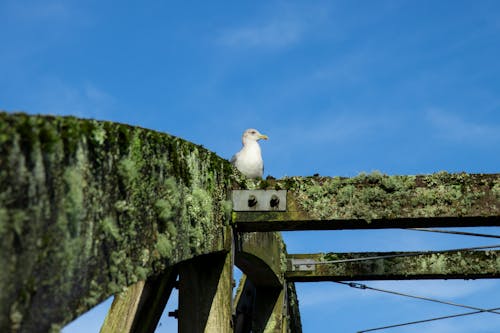 Ingyenes stockfotó állat, fénysugár, közelkép témában