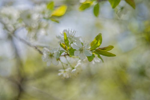 Blossoms of Apple Tree