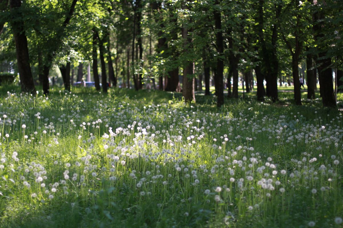 Літня зелень і кульбаби у київському парку як ілюстрація народних прикмет 7 липня