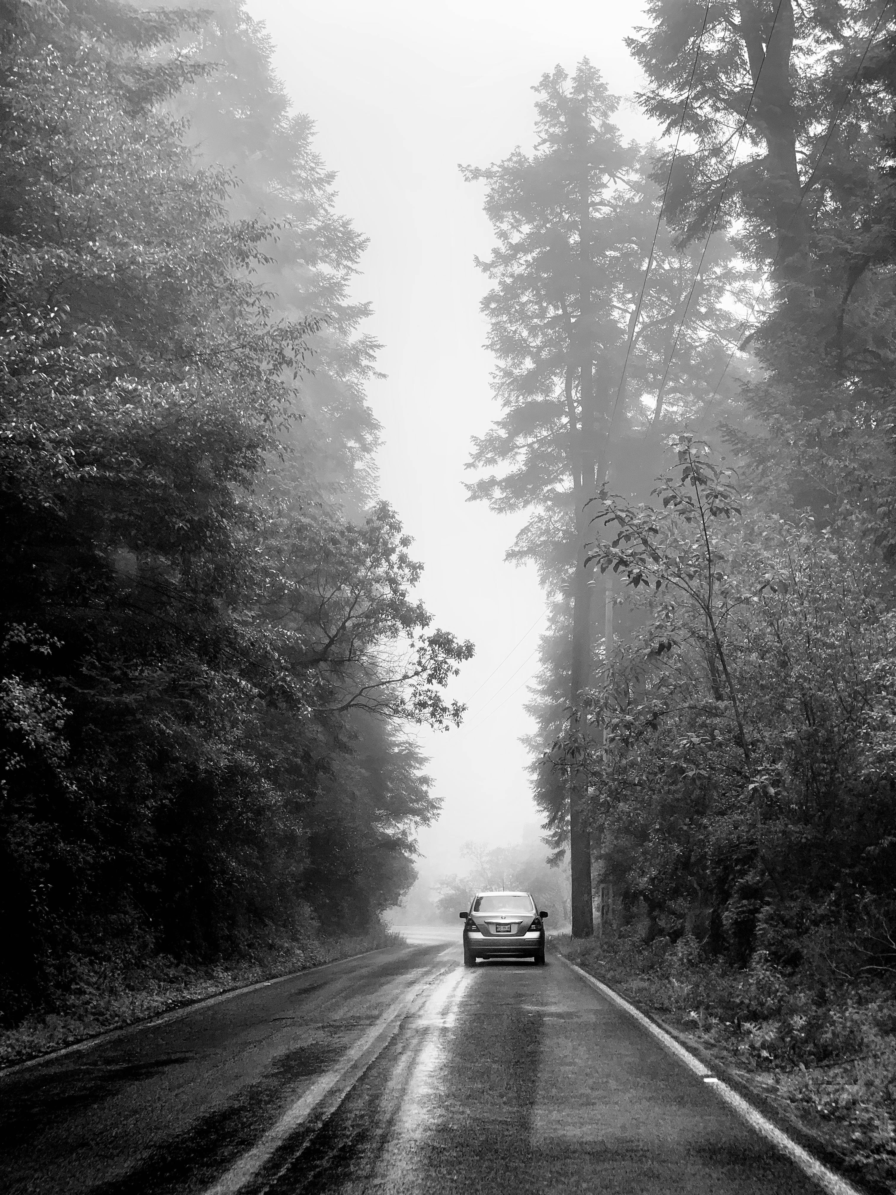Lone car travels down a misty forest road, surrounded by towering trees.