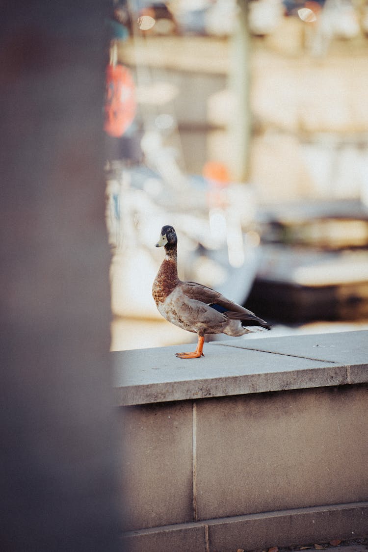 Hidden Photo Of Duck Sitting On Wall