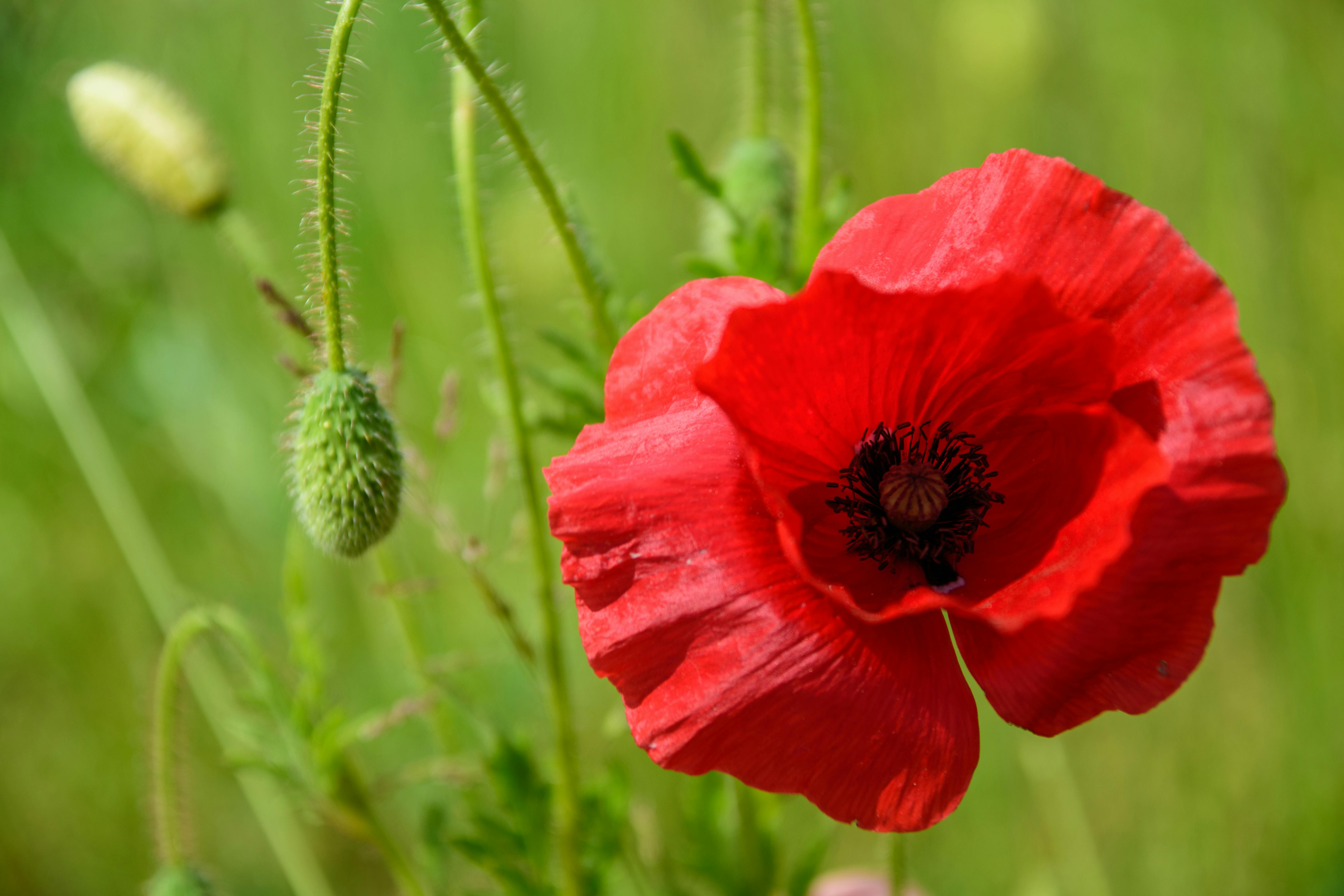 Photo Gratuite De Coquelicot Rouge Ete Fleur