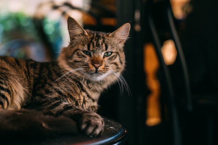 Cat Lying Looking Directly To Camera