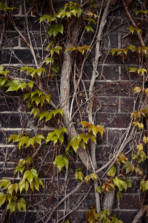 Free ağaç, asmalar, beton duvar içeren Ücretsiz stok fotoğraf Stock Photo