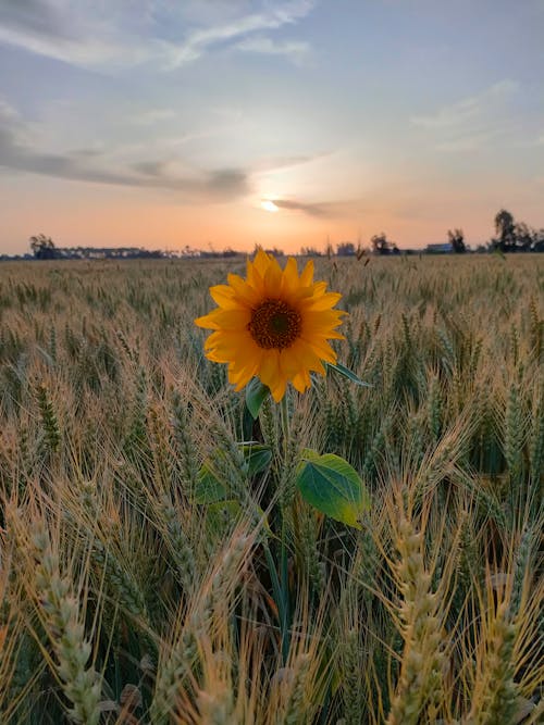 Imagine de stoc gratuită din apus, câmp, destinații de călătorie