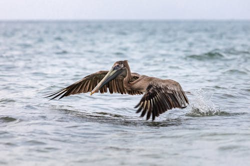 Ingyenes stockfotó állat, állatfotók, barna pelikán témában Stockfotó