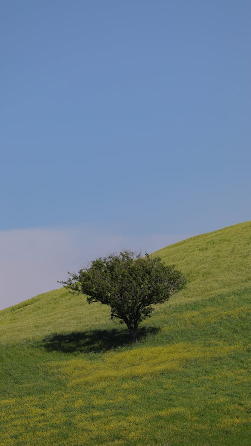 Foto stok gratis bukit, lansekap, padang rumput