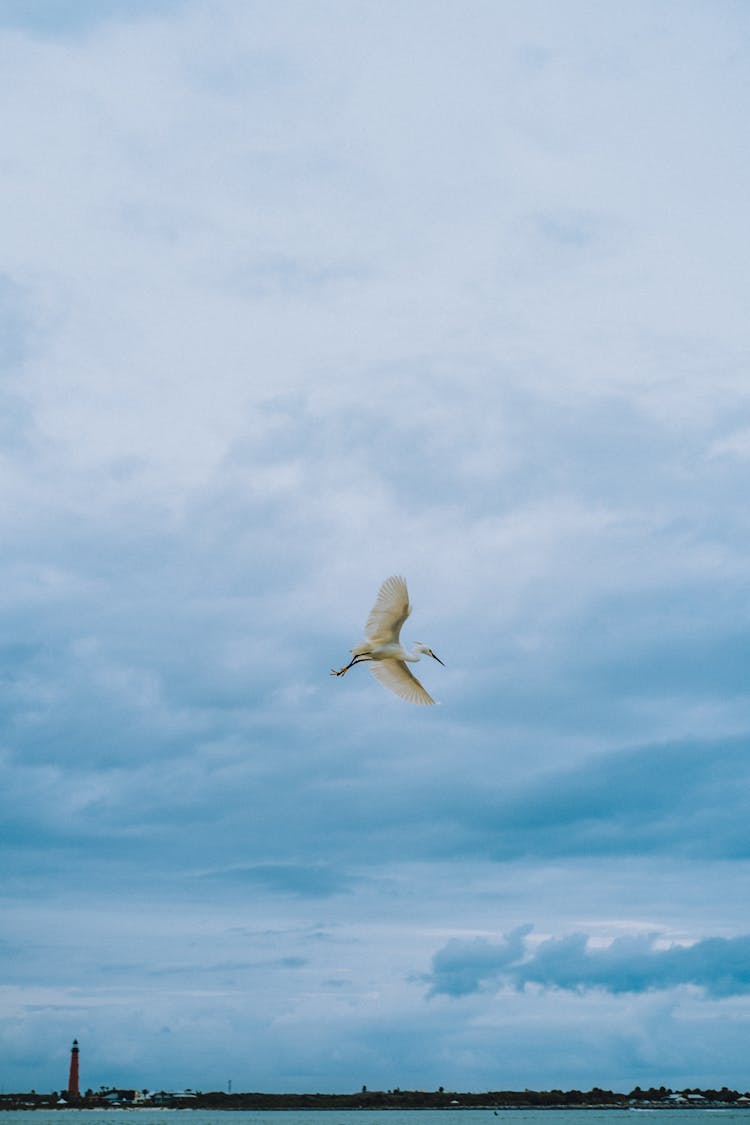 Bird Flying In Sky Above Sea